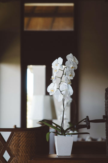 Orchid in Vase.