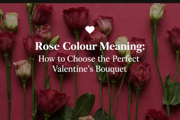 Rose Colour Meaning and How to Choose the perfect valentines Bouquet