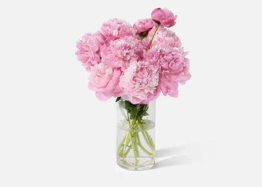 The Peony.