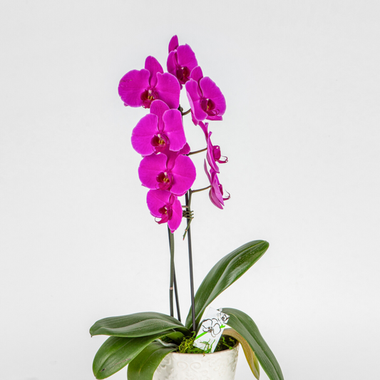 Shop Purple Orchid Online - Eloquent Flora