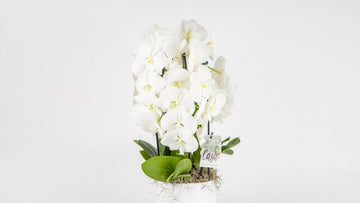 Waterfall Orchid for gift