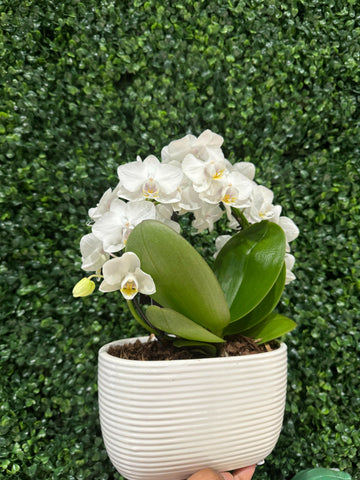 Elegant white mini orchid plant in decorative pot for home décor and gifting